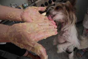 The dog licks the mistress of the dough with hands