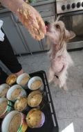 The dog licks the mistress of the dough with hands