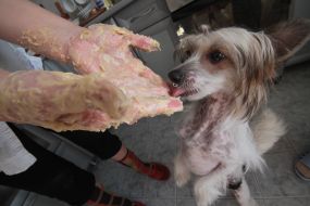 The dog licks the mistress of the dough with hands