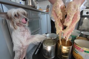 The dog licks the mistress of the dough with hands