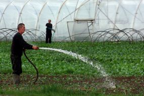 Men poured early vegetables