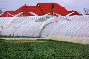 Greenhouses