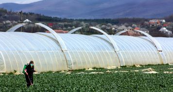A woman sprays by chemicals early vegetables