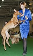 Dog Show