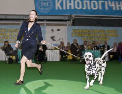 The dog breed dalmatian