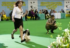 The dog breed dalmatian