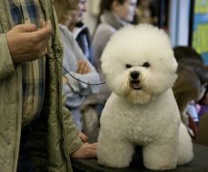 Dog Breed Bichon Frise
