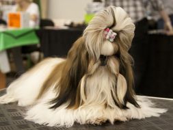 Dog Breed Shih-tzu