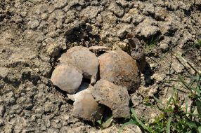 Uncovered a mass grave