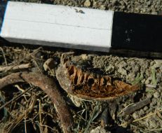 Human remains