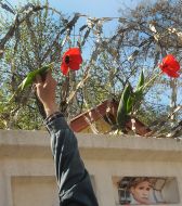 Сторонник Юлии Тимошенко