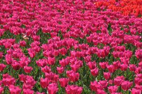 Тюльпани