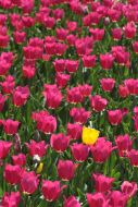 Тюльпани