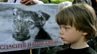 A boy stands near a poster with homeless puppy imagery