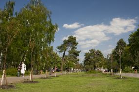 The avenue of sakur in the Kioto park