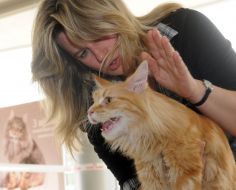 Cat of Maine Coon breed
