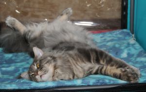 Cat of Maine Coon breed