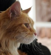 Cat of Maine Coon breed