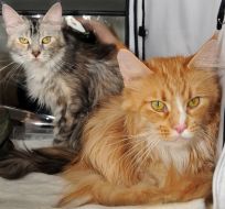 Cats of Maine Coon breed