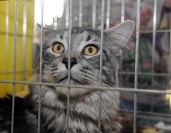 Cat of Maine Coon breed 