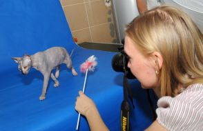 Cat of Sphinx  breed