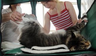 Cat of Maine Coon breed