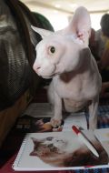 Cat of Sphinx  breed