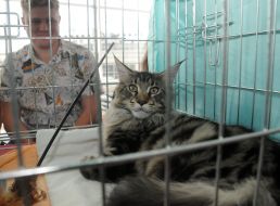 Cat of Maine Coon breed