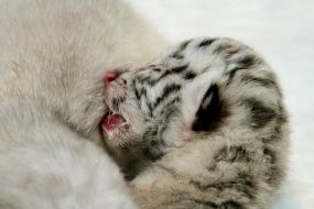 Newborn cubs