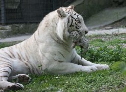 Tigryulya keeps the teeth of her newborn cub