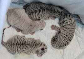 Four  newborn cubs