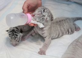 Feeding of newborn cubs