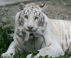 Tigryulya keeps the teeth of her newborn cub