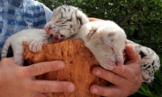 Four  newborn cubs