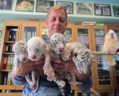 Four  newborn cubs