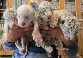 Four  newborn cubs
