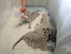 Feeding of newborn cubs