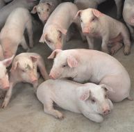 Pigs