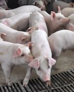 Pigs