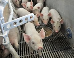 Pigs