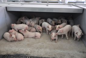Pigs