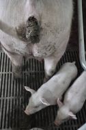 Piglings near a sow