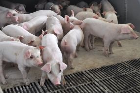 Pigs