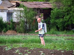 The man sprinkle a vegetable garden by chemicals