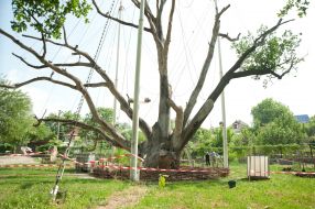 700-year Zaporizhia oak-giant