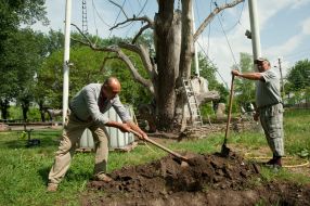 700-year Zaporizhia oak-giant