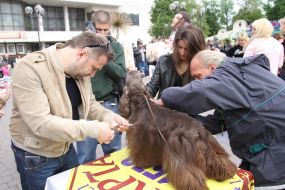 Measuring of length of wool of dog