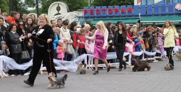 Fashion-show of suits and hair-cuttings of dogs of decorative breeds
