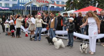 Fashion-show of suits and hair-cuttings of dogs of decorative breeds