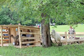 Sheep